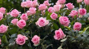 &Rho;&omicron;&zeta; &Tau;&rho;&iota;&alpha;&nu;&tau;&alpha;&phi;&upsilon;&lambda;&lambda;&iota;έ&sigmaf; &sigma;&epsilon; &Pi;&lambda;ή&rho;&eta; Ά&nu;&theta;&eta;&sigma;&eta; &sigma;&tau;&omicron;&nu; &Kappa;ή&pi;&omicron;