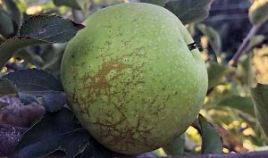 Καταπολέμηση του Ωιδίου της Μηλιάς - Δικτύωση Καρπού Ποικιλίας ‘Jonagold’ Προσβεβλημένου από το Ωίδιο της Μηλιάς - © D. Strickland