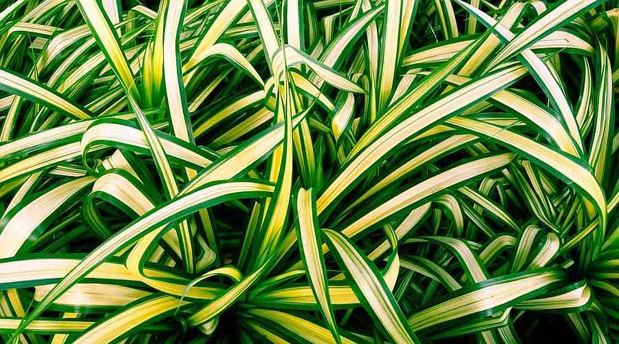 Spider Plant Variegated Leaves