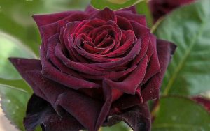 The “Black” Rose of Black Baccara Variety