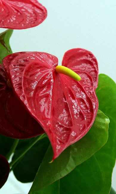 Ανθούριο – Η Κόκκινη Σπάθη και ο Σπάδικας