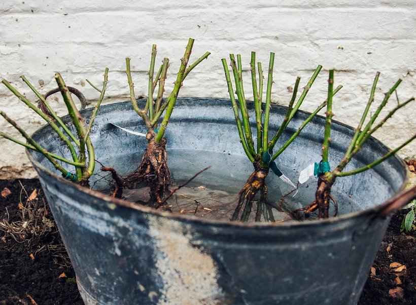 Rose Planting - Bare Root Climbing Roses in a Bucket of Water