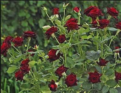 H Τριανταφυλλιά Black Baccara Ανθισμένη στον Κήπο