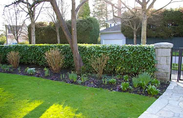 Evergreen Hedge Adds Interest to Winter Garden