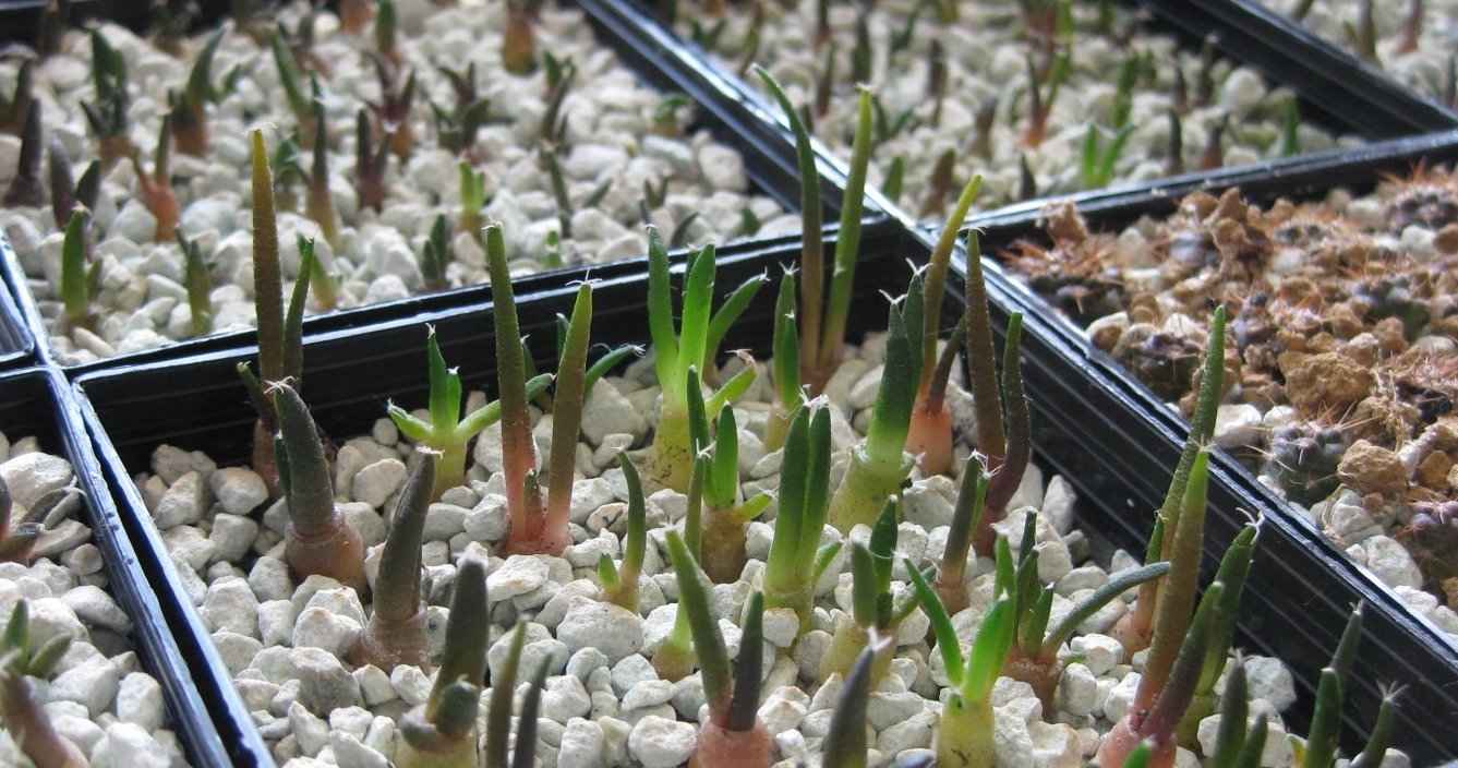 Γεωργική Χρήση του Ζεολίθου ως Υπόστρωμα Ανάπτυξης Μοσχευμάτων Παχυφύτων