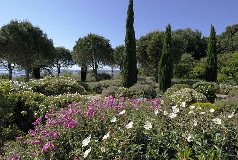Αειθαλείς Θάμνοι Παραθαλάσσιων Περιοχών - Παραθαλάσσιος Μεσογειακός Κήπος