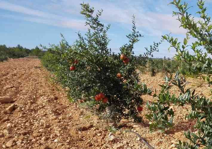 Φυτεία Ροδιάς σε Πετρώδες Έδαφος