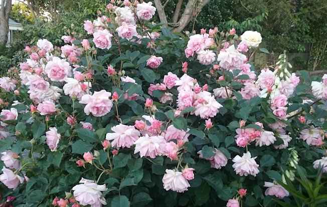 Rose 'Felicia' in Full Blooming