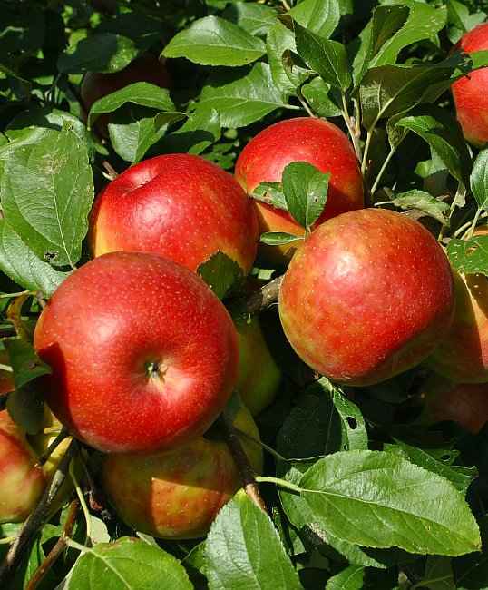 The Cold-hardy Honeycrisp Apple Cultivar
