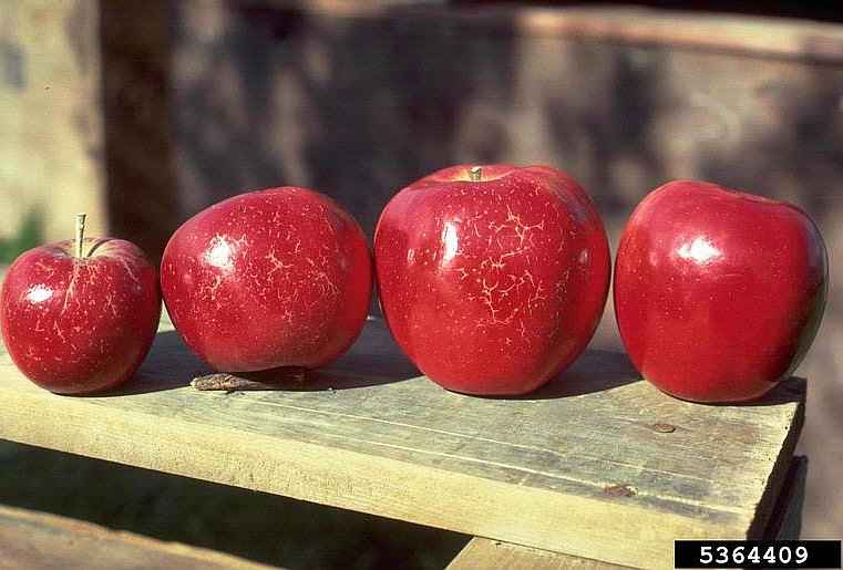 Η Χαρακτηριστική Δικτύωση Προσβεβλημένου Μήλου από τον Podosphaera Leucotricha - © N.S. Luepschen, Bugwood.org