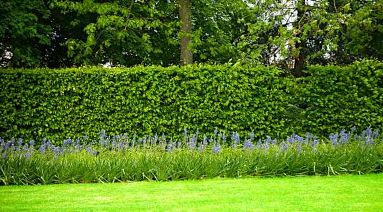 Hedges in the Garden and Landscape - A Formal Garden Hedge with a Strip of Agapanthus