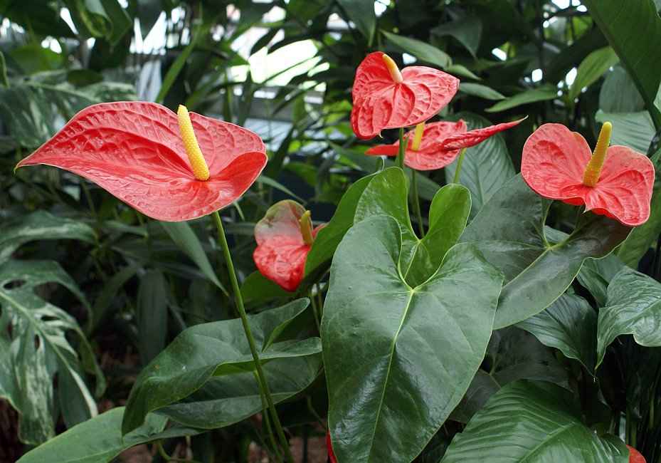 Τα Φύλλα & τα Άνθη του Ανθούριου