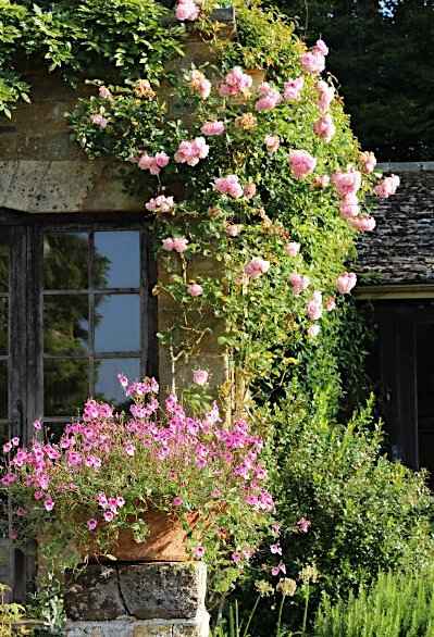 Climbing Hybrid Musk Rose 'Felicia' & Diascia