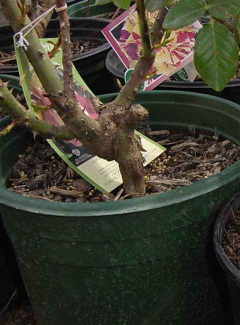 Grafted Rose Plant in a Container