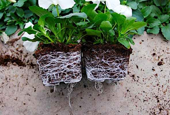 Το Αριστερό Φυτό Πανσέ, σε Εδαφικό μείγμα με Ζεόλιθο έχει Πλουσιότερο Ριζικό Σύστημα