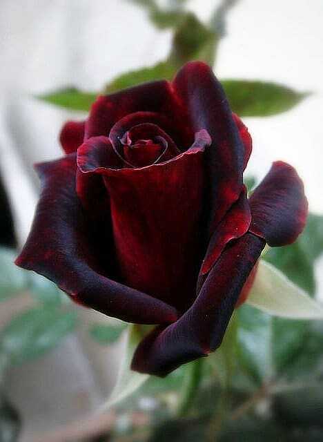 Μισάνοιχτο Τριαντάφυλλο της «Μαύρης Τριανταφυλλιάς»