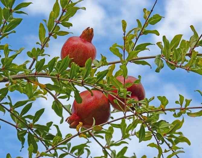 Κλιματικές & Εδαφικές Απαιτήσεις της Ροδιάς - Ωραίου Χρωματισμού Ώριμα Ρόδια πάνω στο Δέντρο