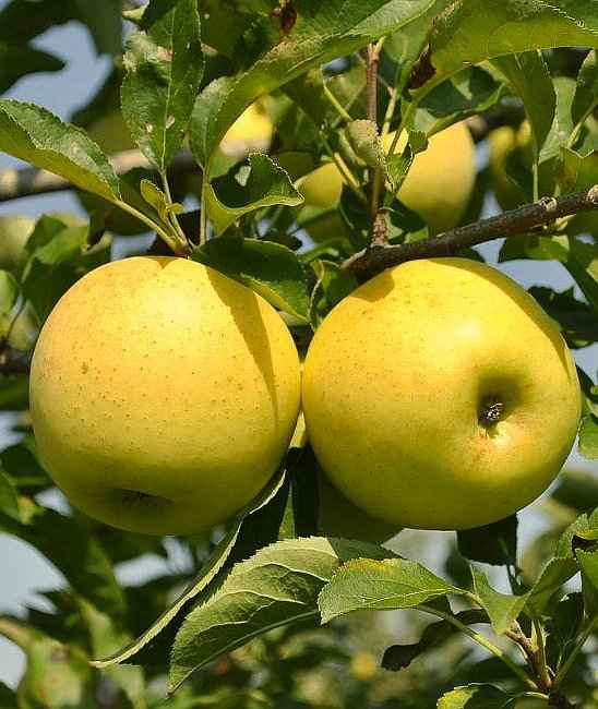 Growing Apples in Home Garden - Stark® Golden Delicious Apple Cultivar