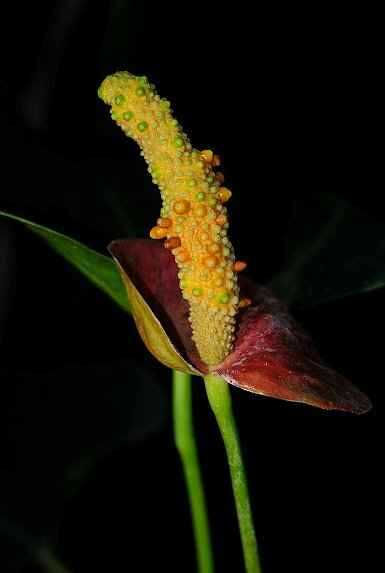 Επικονιασμένος Σπάδικας Anthurium andraeanum