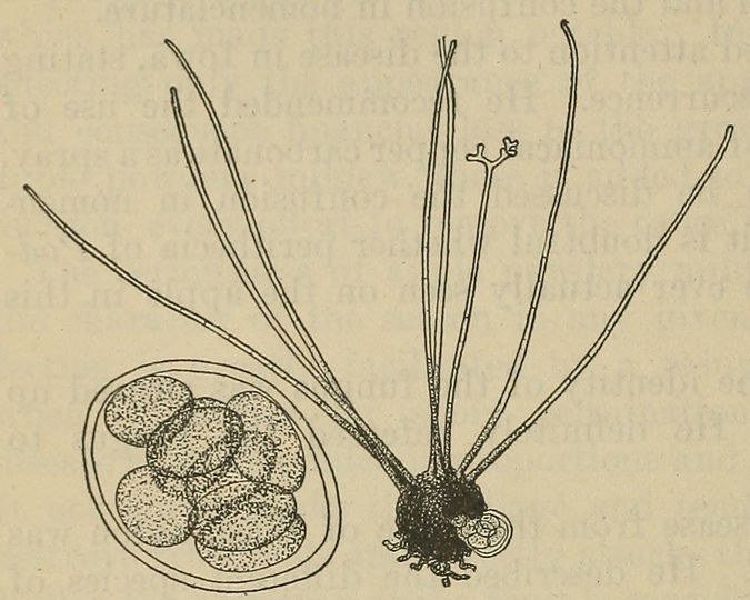 Κλειστοθήκιο και Ασκός Παραγόμενα από το Ωίδιο της Μηλιάς - Fisher 1918, USDA Bulletin 712