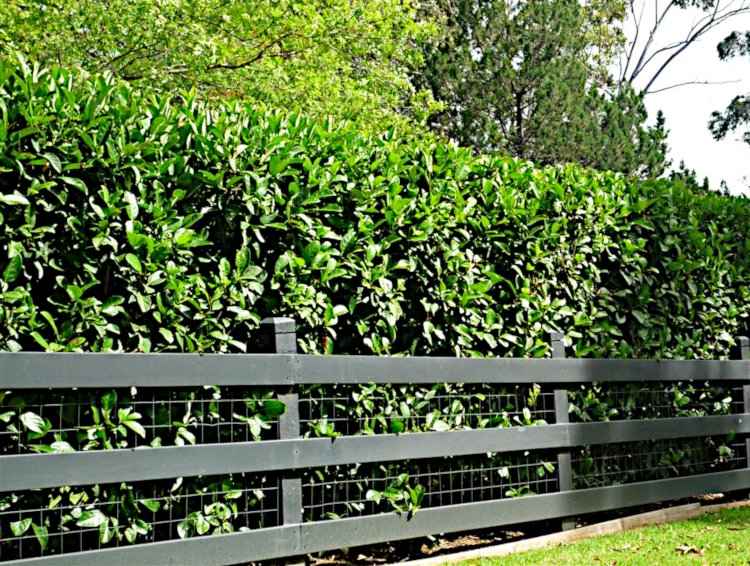 Hedges in the Garden and Landscape - Hedge of Viburnum Odoratissimum Behind of a Low Fence