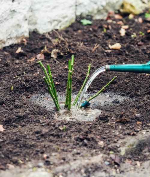 Rose Planting - Potted Shrub Rose Watering after Planting