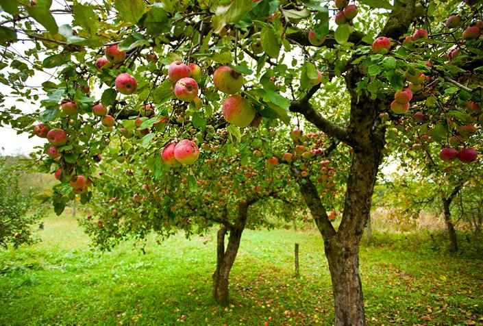 Small Apple Home Orchard in Fruitage