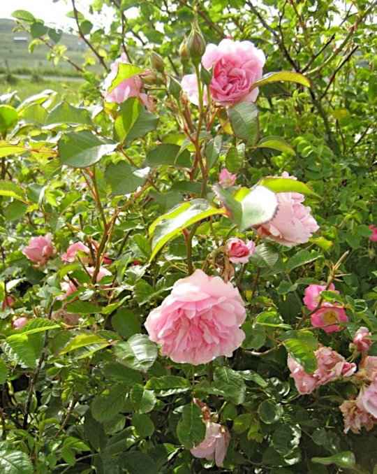 The Flowers, Buds and Leaves of Rose Variety