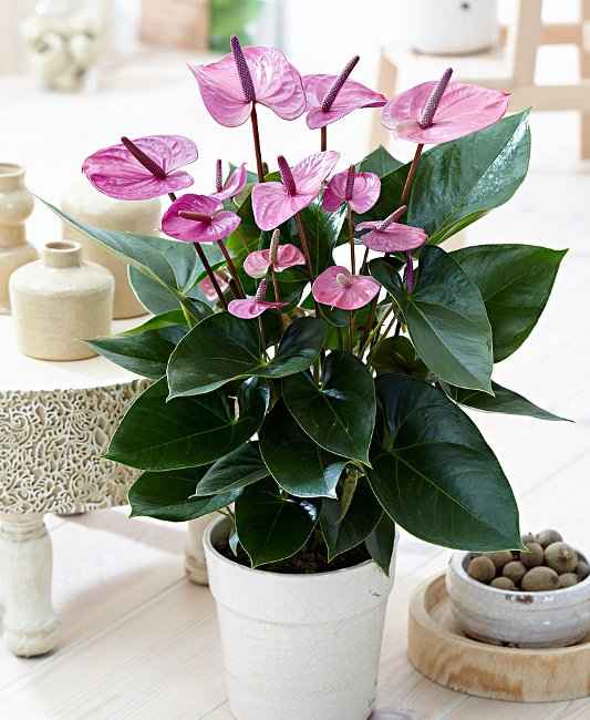 Anthurium andraeanum Φυτεμένο σε Γλάστρα