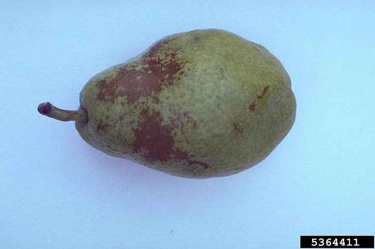 Προσβολή Αχλαδιού από τον Podosphaera Leucotricha - © N.S. Luepschen, Bugwood.org