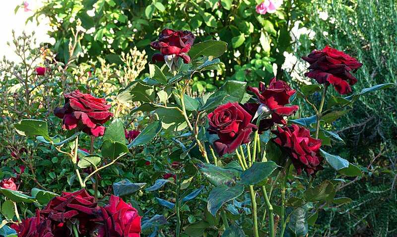 Ανθισμένα Τριαντάφυλλα της Ποικιλίας στον Κήπο