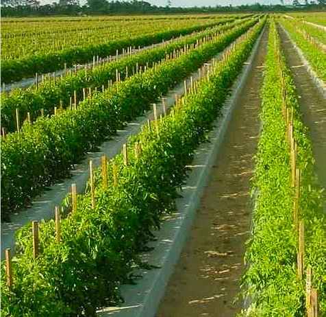 Γεωργική Χρήση του Ζεολίθου σε Πειραματική Καλλιέργεια Τομάτας - Institute of Sustainable Irrigated Agriculture, Tatura - Victoria, Australia