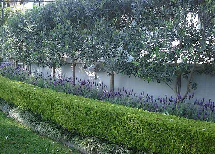 Mixed Hedge of Buxus, Lavandula & Olive Trees for Privacy Screen