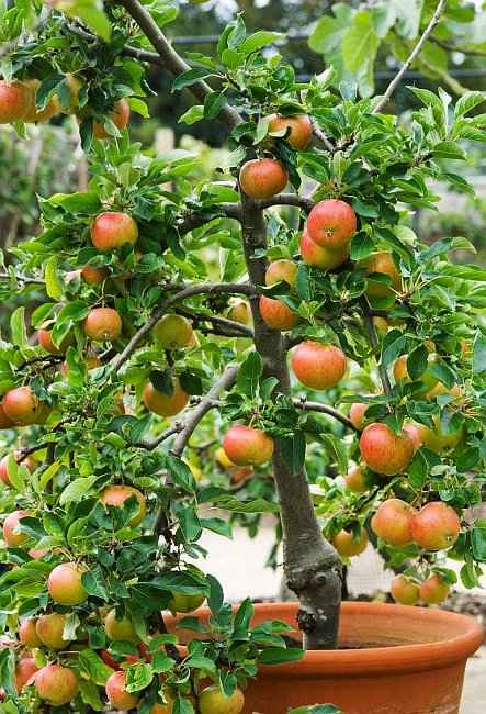 Growing Apples in Home Garden - Partially Self-Fertile Dwarf Fiesta Apple Tree