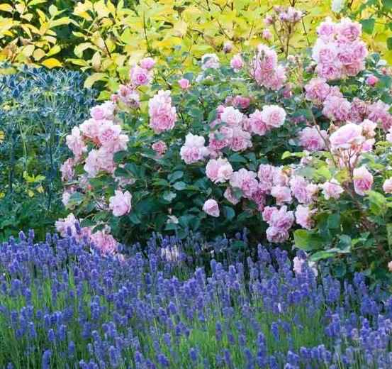 Rose 'Felicia’ Shrub and Lavandula sp. in Full Blooming