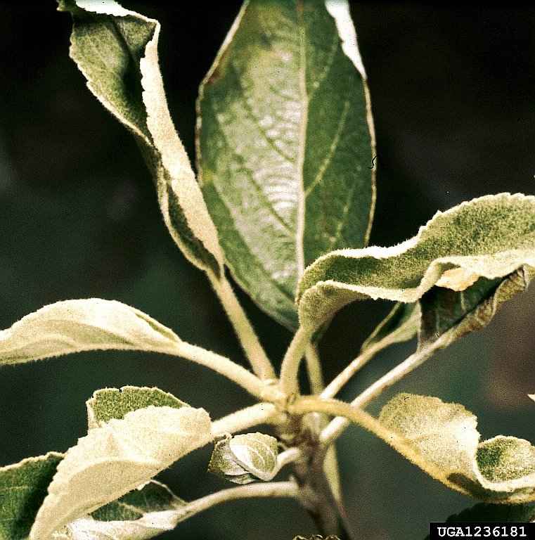 Συμπτώματα Ωιδίου της Μηλιάς στα Φύλλα - © Clemson University - USDA Cooperative Extension Slide Series, Bugwood.org