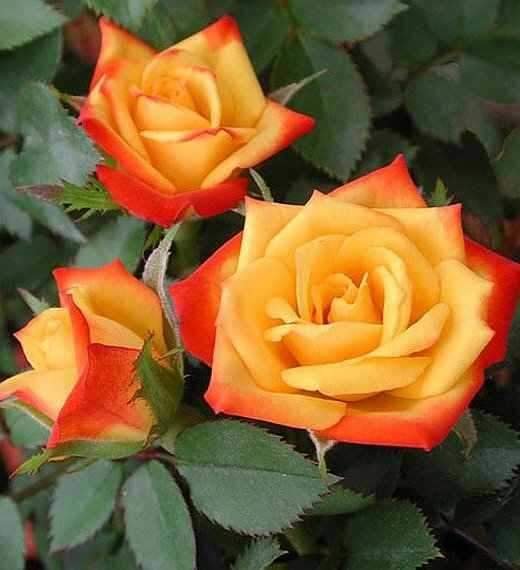 Micro Miniature Rose ‘Pieces of Eight’