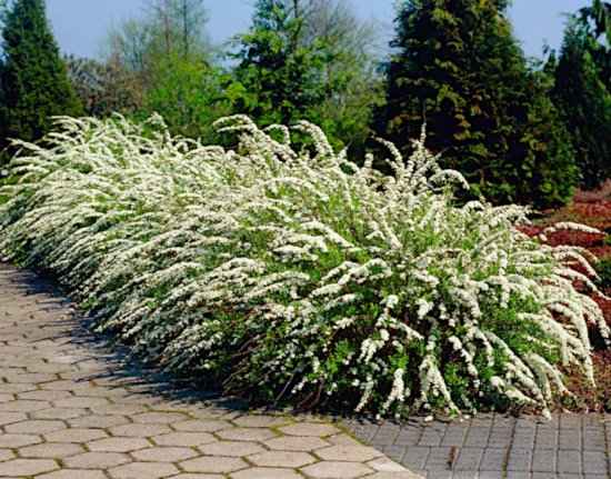 Spiraea x cinerea 'Grefsheim', in Blooming Used as an Informal Hedge