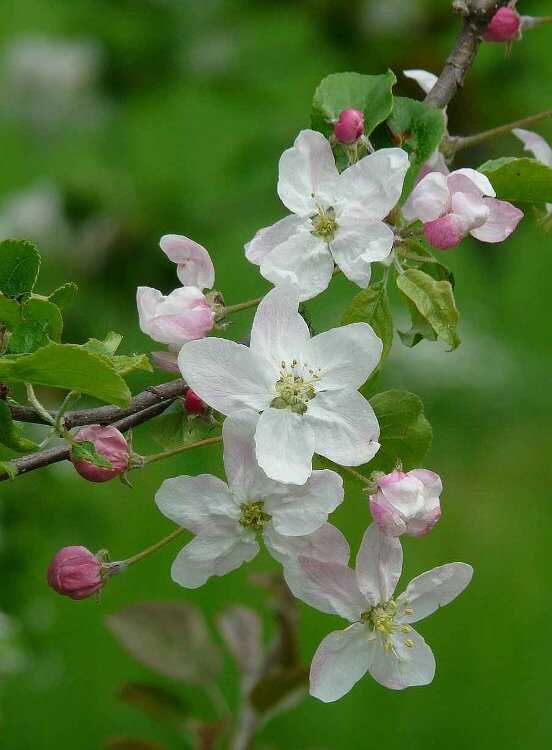 The White-Pink Flowers of the Apple Tree