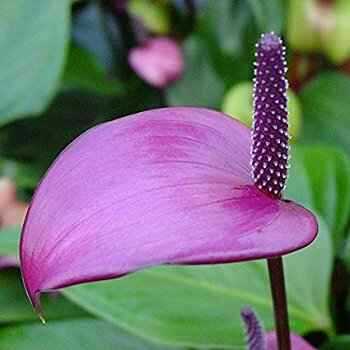 Ανθούριο Ποικιλία – Anthurium andraeanum ‘Purple Plum’