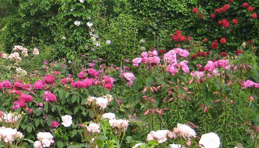 Rose Garden in Pink, Fuchsia, Red and White