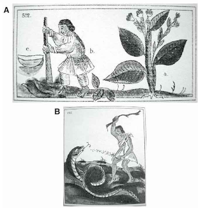 Ιστορία του Φυτού του Καπνού - Εικονογράφηση Αυτοχθόνων και του Φυτού του Καπνού στο 11ο Βιβλίο του Κώδικα της Φλωρεντίας (1540–1585)