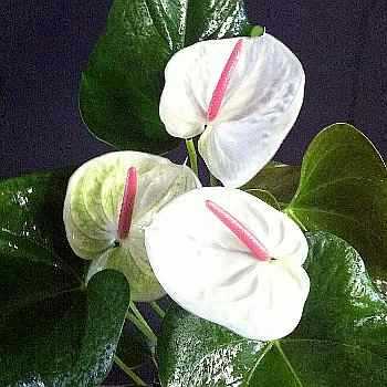Ανθούριο Ποικιλία – Anthurium andraeanum ‘White Heart’