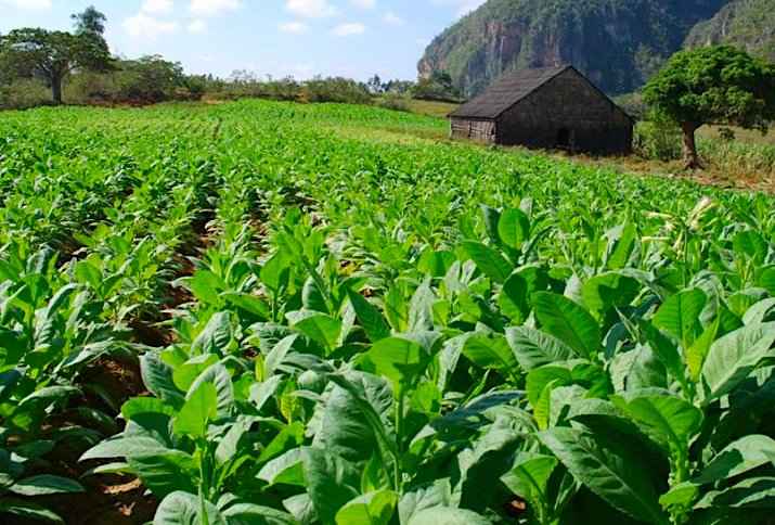 Φυτεία Καπνού Nicotiana tabacum στην Κούβα