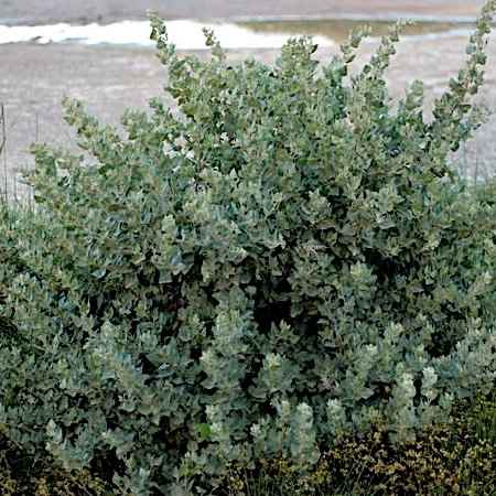 Αειθαλείς Θάμνοι Παραθαλάσσιων Περιοχών - Atriplex halimus (Αλιμιά)