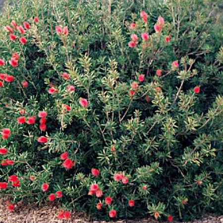 Callistemon citrinus (Καλλιστήμονας)