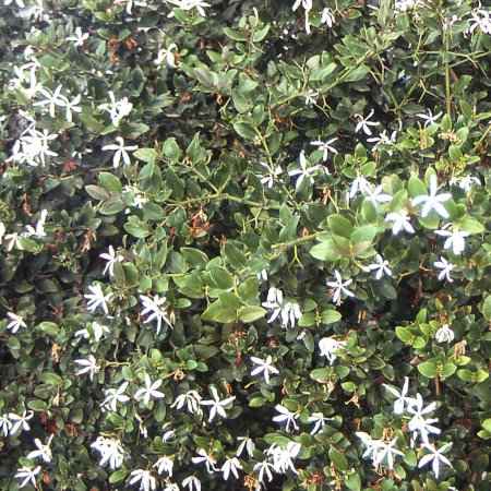 Carissa macrocarpa (Καρίσα)