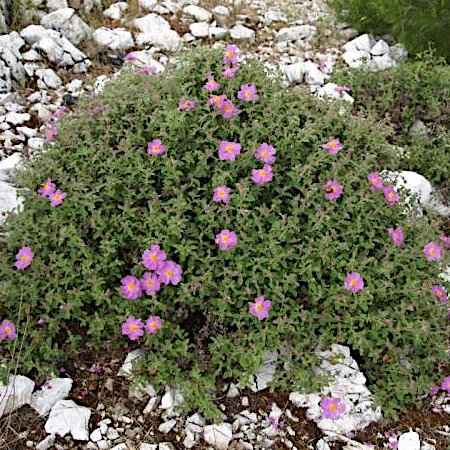 Cistus creticus (Κίστος)