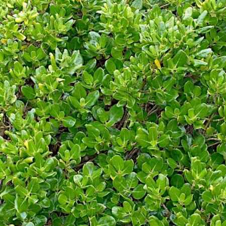 Αειθαλείς Θάμνοι Παραθαλάσσιων Περιοχών - Coprosma repens (Κόπροσμα)