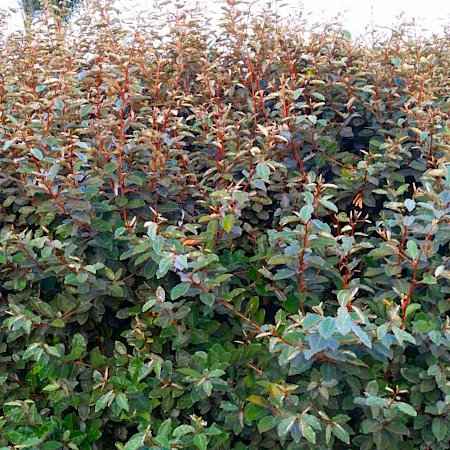 Elaeagnus pungens (Ελαίαγνος)